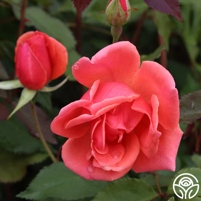 Carefree Celebration 6 Carefree Celebration - Image 5