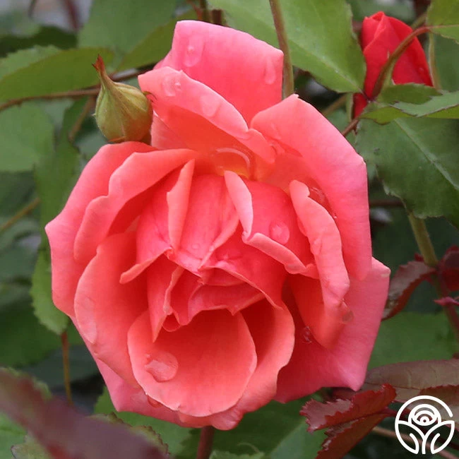 Carefree Celebration 2 Carefree Celebration