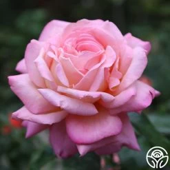 Chicago Peace® -Healthy Plant Shop Chicago Peace 17