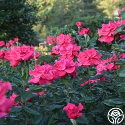 Cinnamon Dolce™ 22 Cinnamon Dolce™ -Healthy Plant Shop Cinnamon Dolce 11