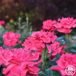 Cinnamon Dolce™ 30 Cinnamon Dolce™ -Healthy Plant Shop Cinnamon Dolce 13