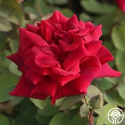 CL Crimson Glory 14 CL Crimson Glory -Healthy Plant Shop Cl Crimson Glory 11