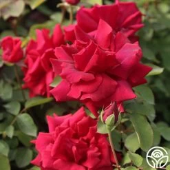 CL Crimson Glory 19 CL Crimson Glory -Healthy Plant Shop Cl Crimson Glory 17