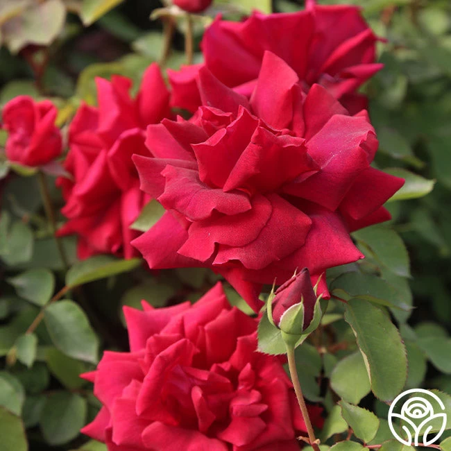 CL Crimson Glory 10 CL Crimson Glory - Image 8