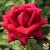 CL Crimson Glory -Healthy Plant Shop Cl Crimson Glory 18