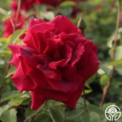 CL Crimson Glory 20 CL Crimson Glory -Healthy Plant Shop Cl Crimson Glory 22