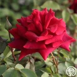 CL Crimson Glory 16 CL Crimson Glory -Healthy Plant Shop Cl Crimson Glory 28