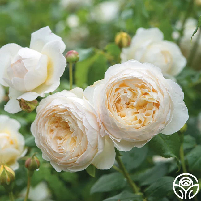 Claire Austin 5 Claire Austin - Image 3