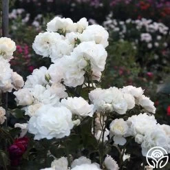 Cloud 10™ 16 Cloud 10™ -Healthy Plant Shop Cloud 10 02