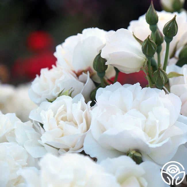 Cloud 10™ 4 Cloud 10™ - Image 2