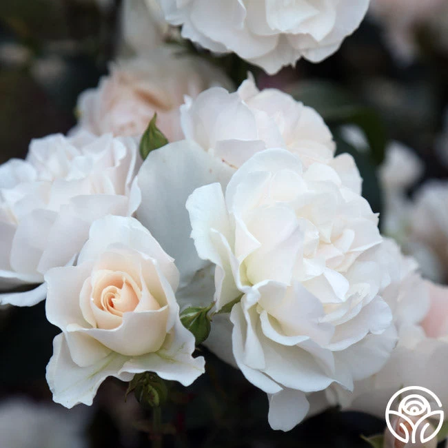 Cloud 10™ 8 Cloud 10™ - Image 6