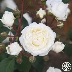 Cloud 10™ 18 Cloud 10™ -Healthy Plant Shop Cloud 10 07