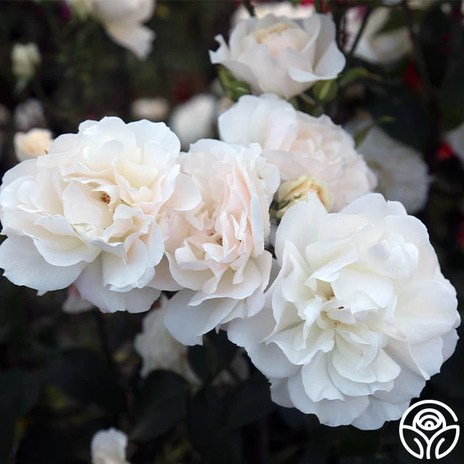 Cloud 10™ 11 Cloud 10™ - Image 9