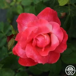 Color Magic 8 Color Magic -Healthy Plant Shop Color Magic 11