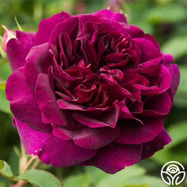 Darcey Bussell 3 Darcey Bussell