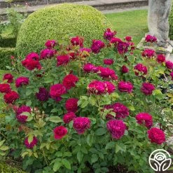 Darcey Bussell 18 Darcey Bussell -Healthy Plant Shop Darcy Bussell 11