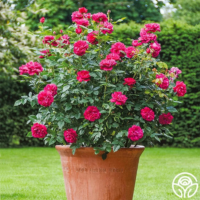 Darcey Bussell 6 Darcey Bussell - Image 4