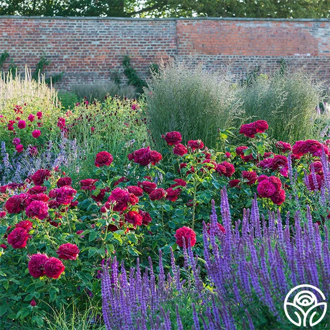 Darcey Bussell 11 Darcey Bussell - Image 9