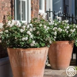 Desdemona -Healthy Plant Shop Desdemona 11