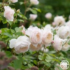 Desdemona -Healthy Plant Shop Desdemona 3