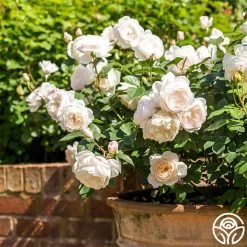 Desdemona -Healthy Plant Shop Desdemona 5