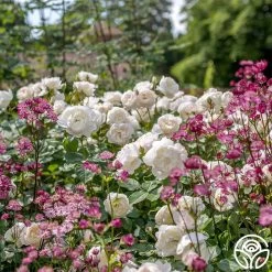 Desdemona -Healthy Plant Shop Desdemona 6