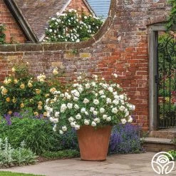 Desdemona -Healthy Plant Shop Desdemona 8