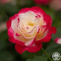 Double Delight® 17 Double Delight® -Healthy Plant Shop Double Delight 024