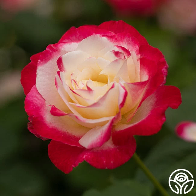 Double Delight® 7 Double Delight® - Image 5