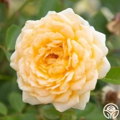 Edith's Darling™ 14 Edith's Darling™ -Healthy Plant Shop Edith s Darling 12