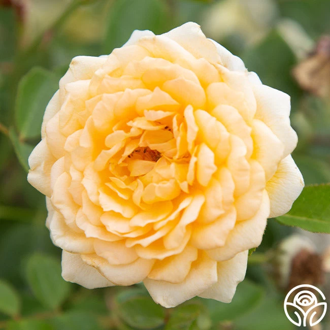 Edith's Darling™ 5 Edith's Darling™ - Image 3