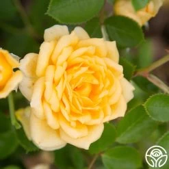 Edith's Darling™ 18 Edith's Darling™ -Healthy Plant Shop Edith s Darling 13