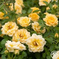 Edith's Darling™ 15 Edith's Darling™ -Healthy Plant Shop Edith s Darling 15