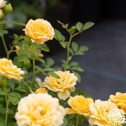 Edith's Darling™ 19 Edith's Darling™ -Healthy Plant Shop Edith s Darling 17