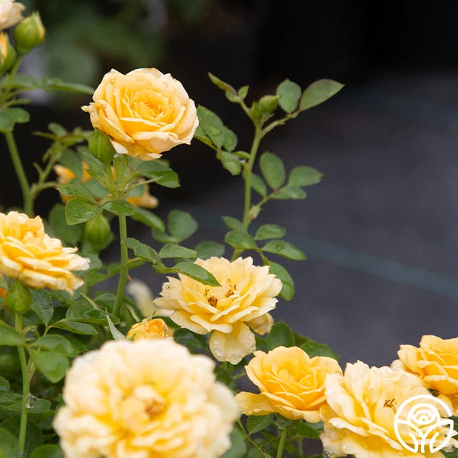 Edith's Darling™ 10 Edith's Darling™ - Image 8