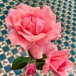 Eiffel Tower -Healthy Plant Shop Eiffel Tower 11