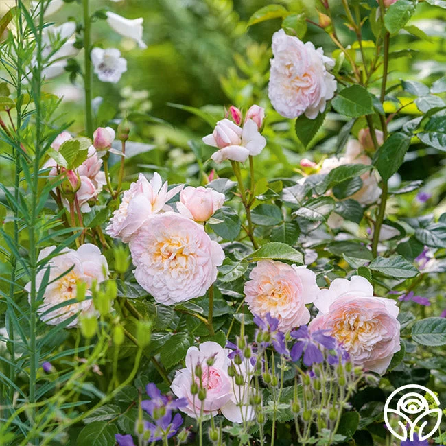 Emily Brontë 5 Emily Brontë - Image 3