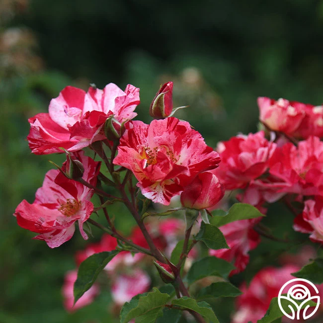 Fourth Of July™ 9 Fourth Of July™ - Image 7