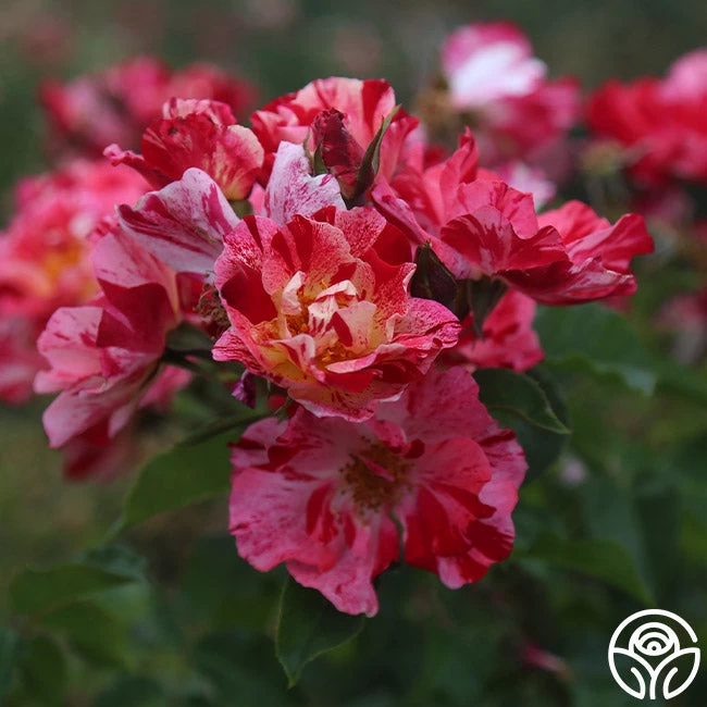 Fourth Of July™ 6 Fourth Of July™ - Image 4