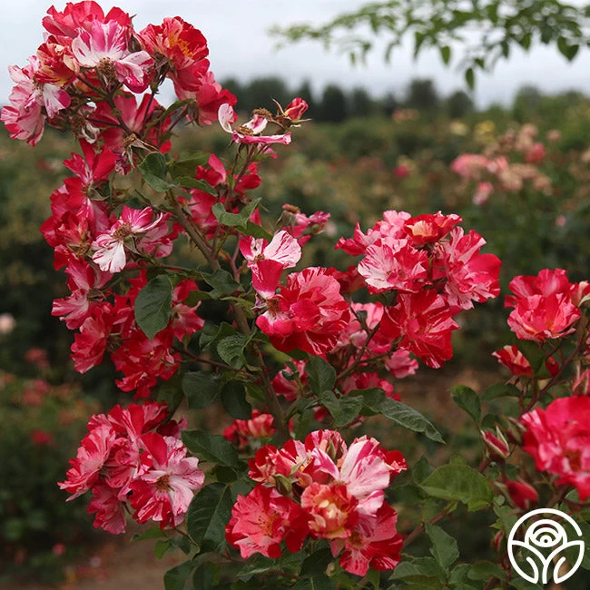 Fourth Of July™ 12 Fourth Of July™ - Image 10