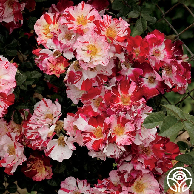 Fourth Of July™ 4 Fourth Of July™ - Image 2