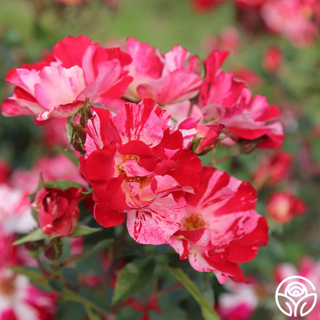 Fourth Of July™ 7 Fourth Of July™ - Image 5