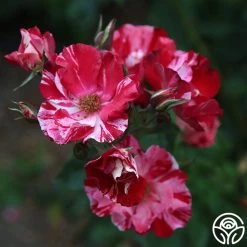 Fourth Of July™ 28 Fourth Of July™ -Healthy Plant Shop Fourth of July 103