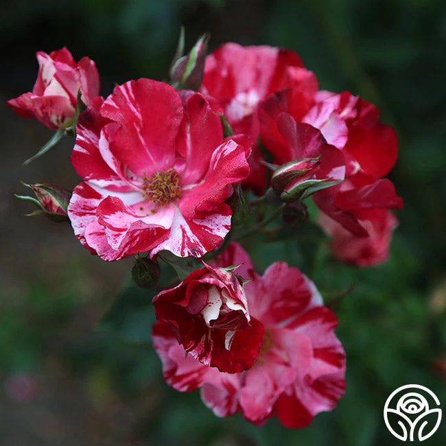 Fourth Of July™ 15 Fourth Of July™ - Image 13