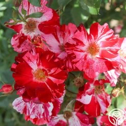 Fourth Of July™ 18 Fourth Of July™ -Healthy Plant Shop Fourth of July 22