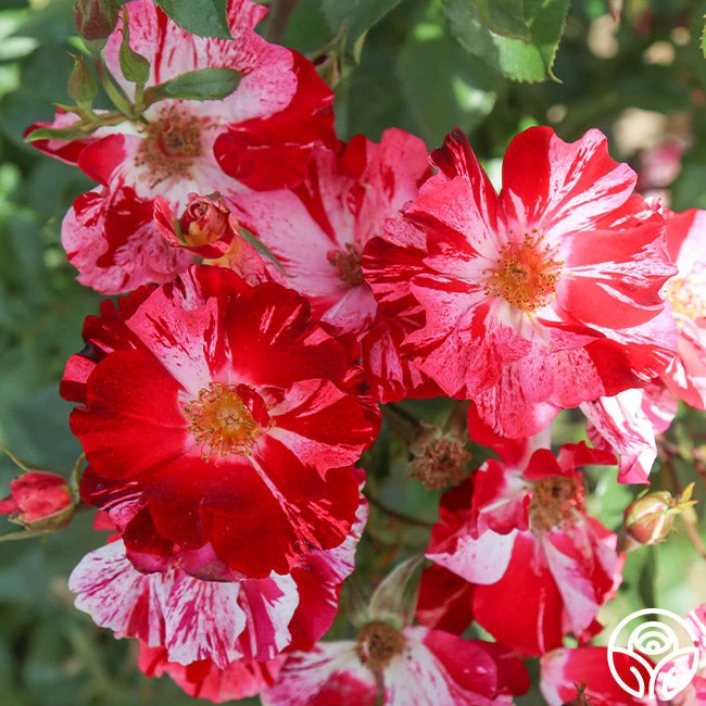 Fourth Of July™ 5 Fourth Of July™ - Image 3