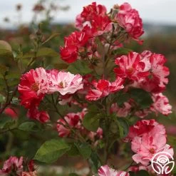 Fourth Of July™ 21 Fourth Of July™ -Healthy Plant Shop Fourth of July 111