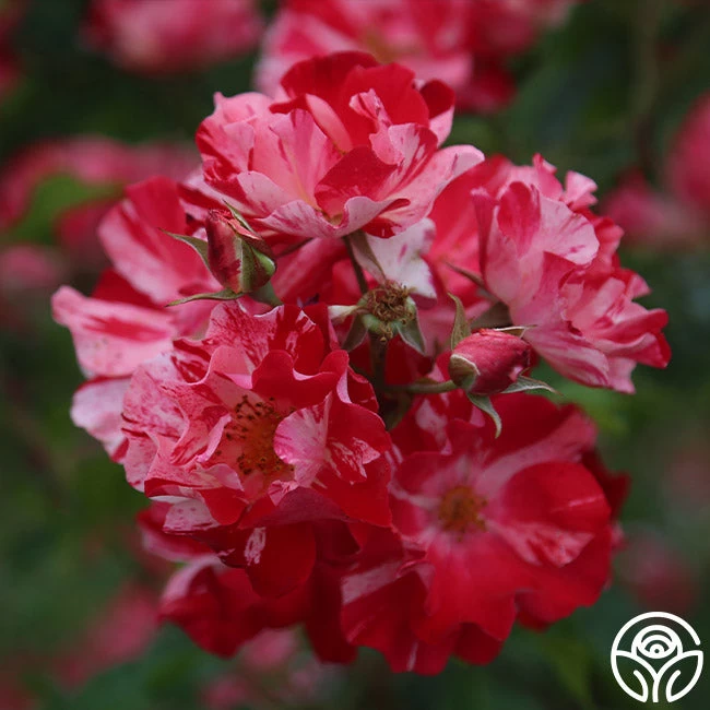 Fourth Of July™ 14 Fourth Of July™ - Image 12