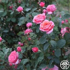 Fragrant Hour 15 Fragrant Hour -Healthy Plant Shop Fragrant Hour 11