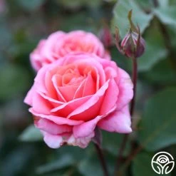 Fragrant Hour 14 Fragrant Hour -Healthy Plant Shop Fragrant Hour 13